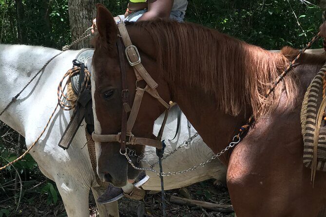 Horseback riding with ATV, zip lines and cenote, lunch and transfer - The Sum Up