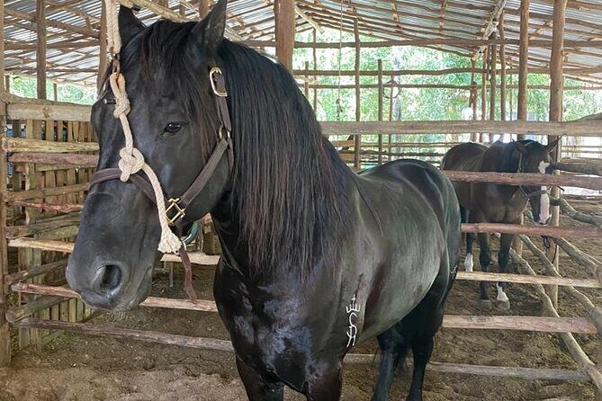 Horseback Riding Ziplines and Cenote Tour with Lunch - Key Points