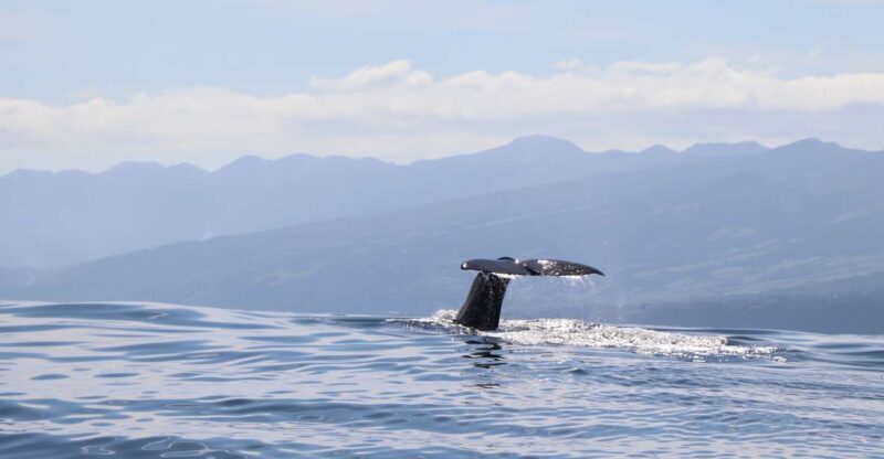 Horta: Whale and Dolphin Watching Expedition - Key Points