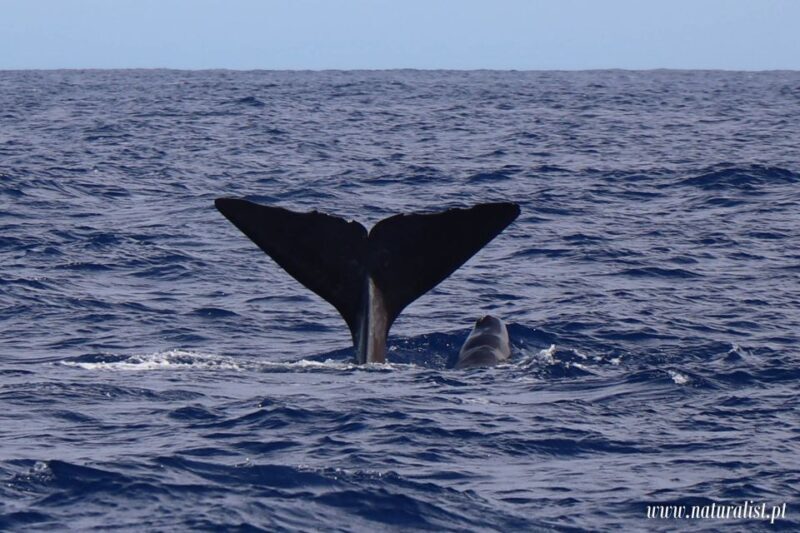 Horta: Whale and Dolphin Watching Expedition - A Deep Dive Into the Experience