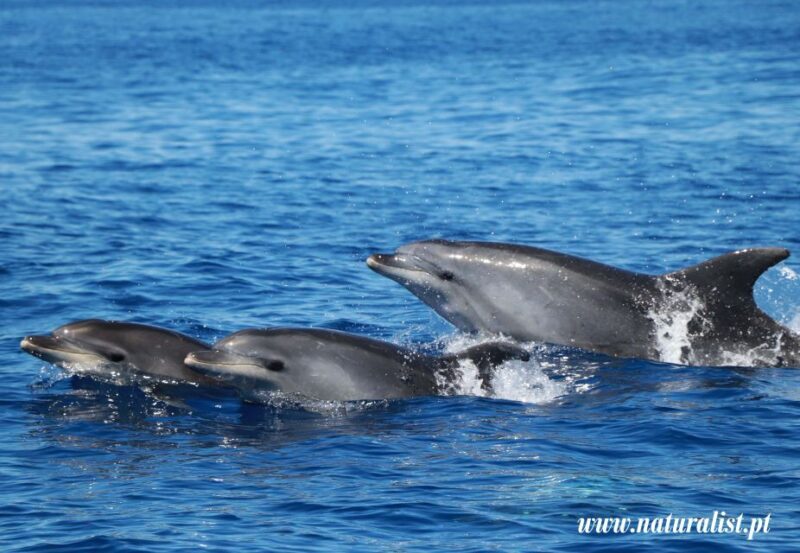 Horta: Whale and Dolphin Watching Expedition - The Full Itinerary Breakdown