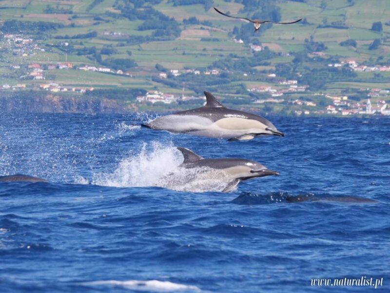 Horta: Whale and Dolphin Watching Expedition - Who Should Book This Tour?