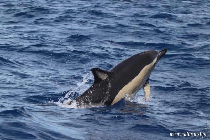 Horta: Whale and Dolphin Watching Expedition - Final Thoughts