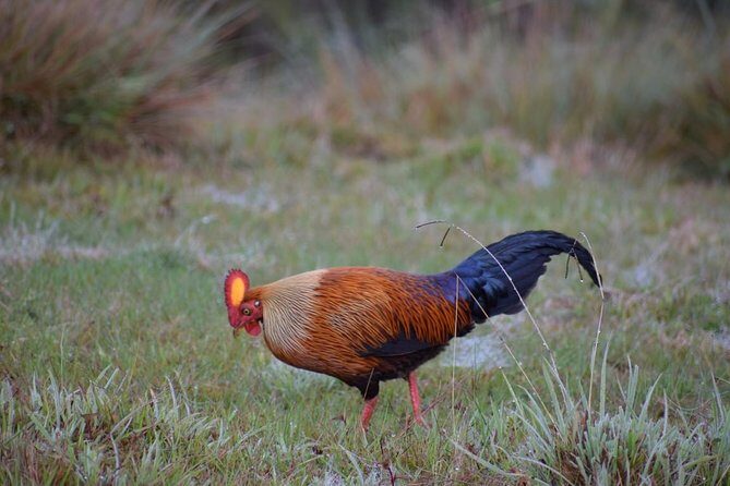 Horton Plains National Park Entrance Ticket with Guide - The Sum Up