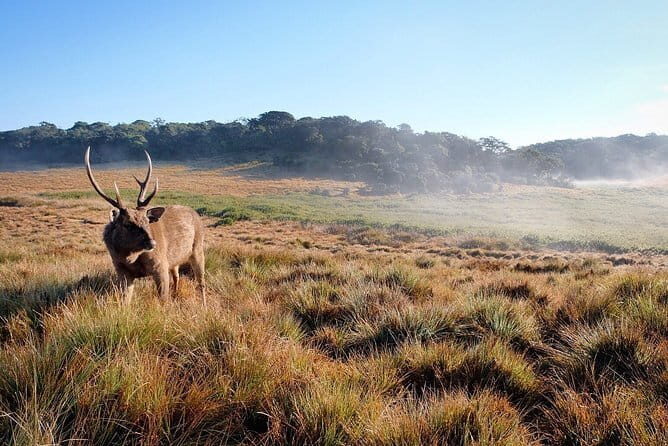 Horton Plains National Park Trekking - Exploring Horton Plains National Park Trekking: A Balanced Guide