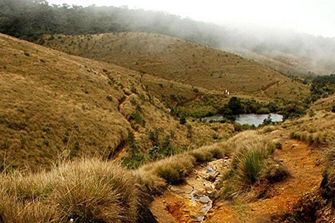 Horton Plains-World's End Tour and Tea Factory Tour From Nuwaraeliya - Exploring the Horton Plains-Worlds End Tour and Tea Factory Tour from Nuwara Eliya