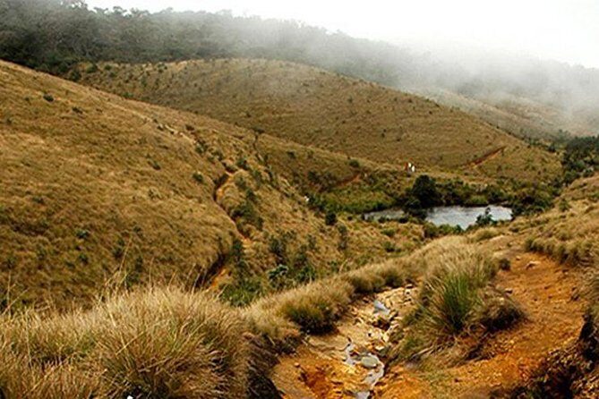 Horton Plains-World's End Tour From Nuwaraeliya - An In-Depth Look at the Horton Plains-Worlds End Tour