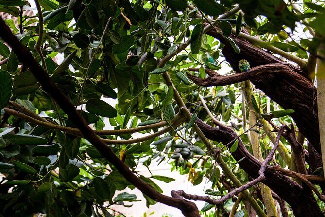 House of the Butterflies of the Collodi Pinocchio Polycentric Park - FAQ