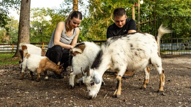 Houston: Adorable mini goats experience e - Houston: Adorable Mini Goats Experience