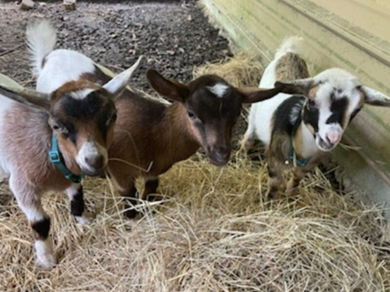 Houston: Adorable mini goats experience e - Key Points