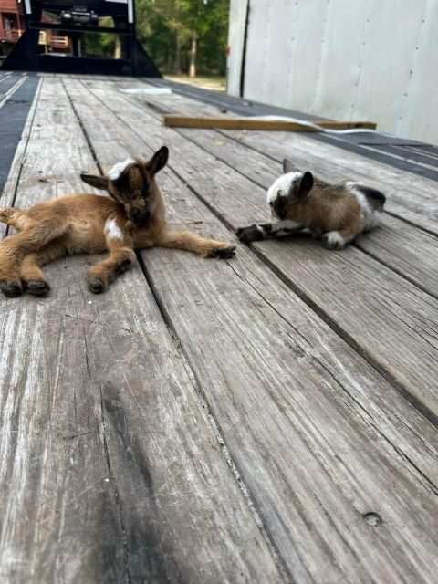 Houston: Adorable mini goats experience e - Detailed Breakdown of the Experience