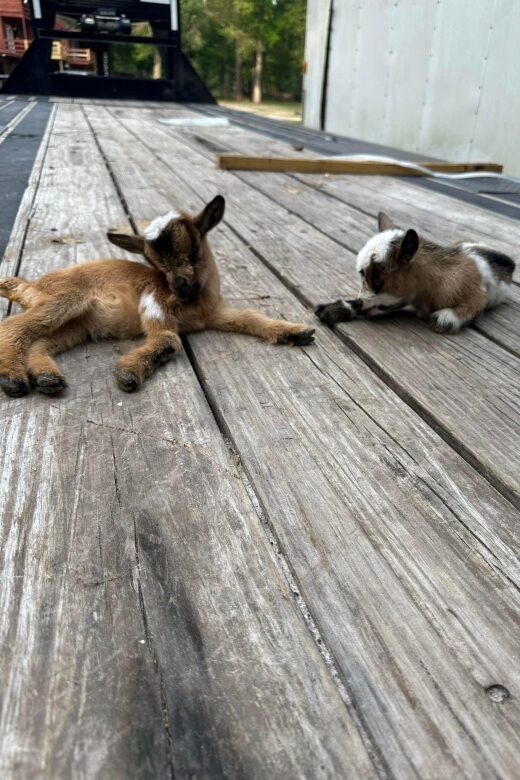 Houston: Adorable mini goats experience e - The Sum Up