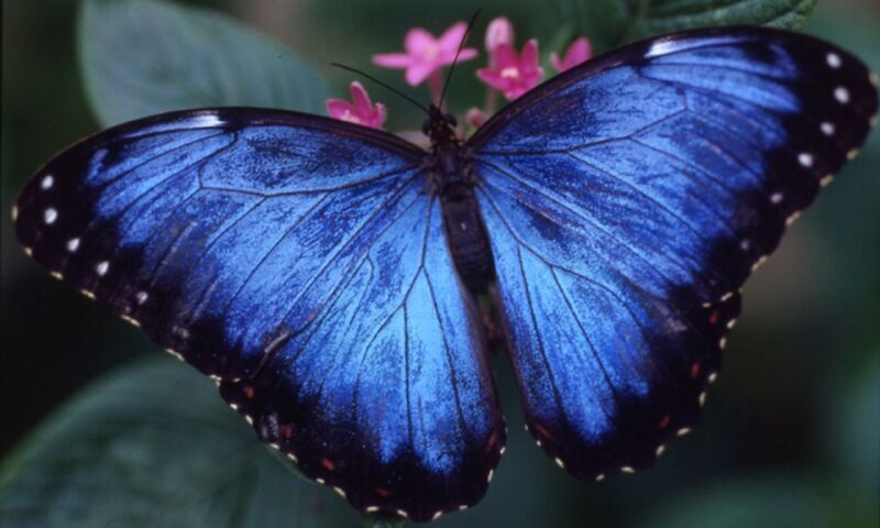 Houston Museum of Natural Science: Cockrell Butterfly Center - Value for Money: Is It Worth $15?