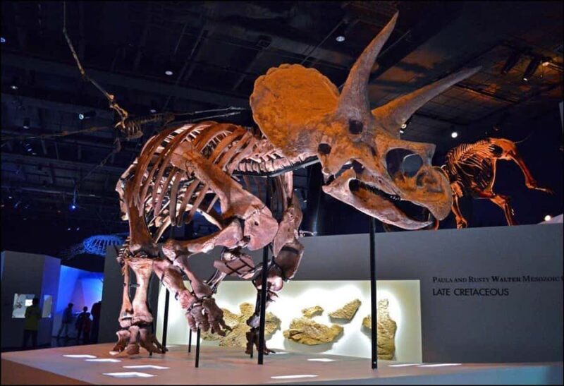 Houston: Museum of Natural Science Entry & Digital Tour - Final Thoughts