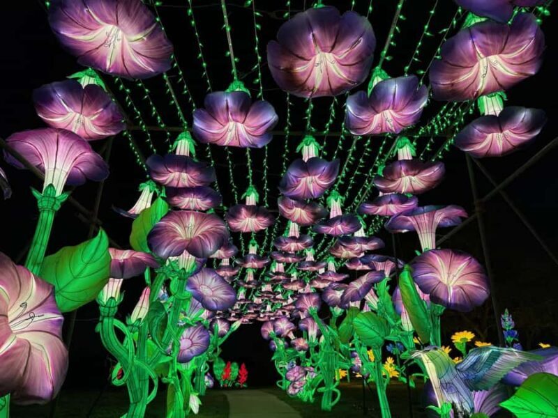 Houston: Radiant Nature Winter Light Show Tickets - An Enchanting Visual Journey