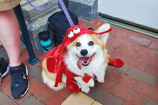 Howl O Ween Doggy Costume Party Cruise - An In-Depth Look at the Experience