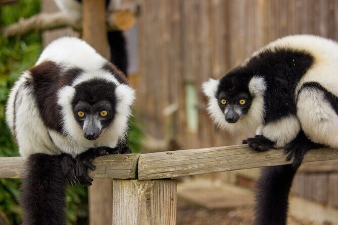 Howletts Day Ticket - Exploring the Wild Side: A Review of the Howletts Day Ticket Experience