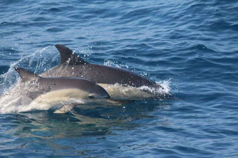 Huatulco: Awakening with Stars Dolphins Boat Cruise - Who Will Love This Tour?