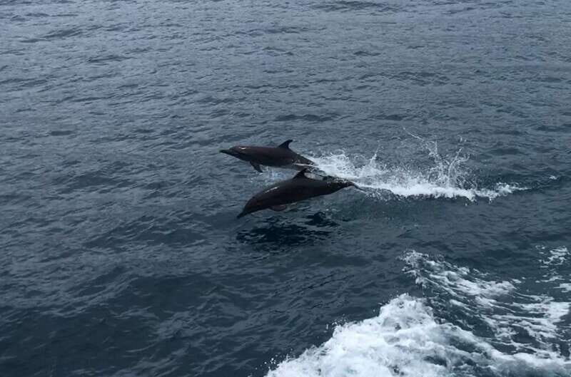 Huatulco: Awakening with Stars Dolphins Boat Cruise - Final Thoughts