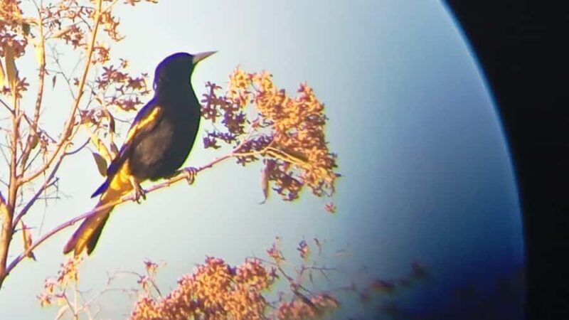 Huatulco: Birdwatching and searching in Huatulco - Key Points