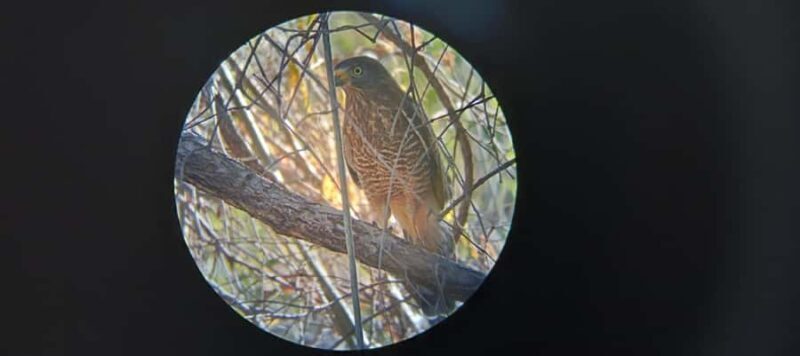 Huatulco: Birdwatching and searching in Huatulco - Overview of the Experience