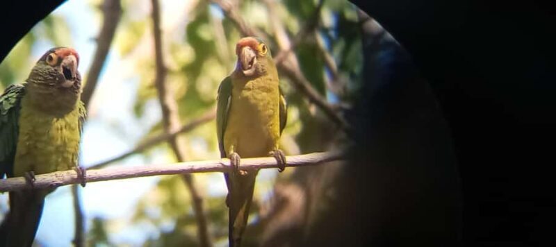 Huatulco: Birdwatching and searching in Huatulco - What Travelers Say