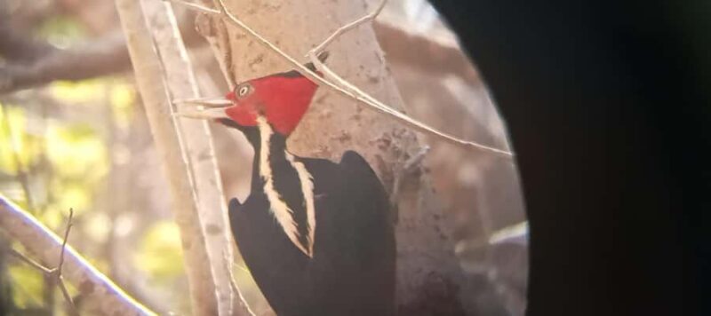 Huatulco: Birdwatching and searching in Huatulco - FAQ