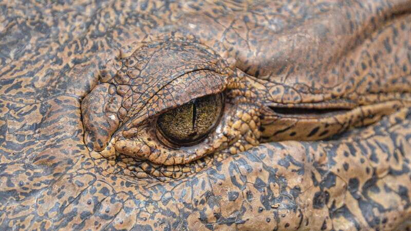 Huatulco: Ecotour with Crocodiles & migrating birds - An In-Depth Look at the Huatulco Ecotour