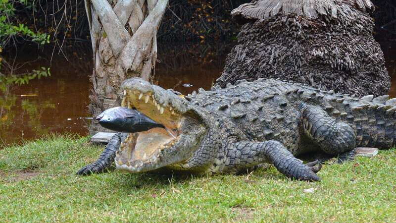 Huatulco: Ecotour with Crocodiles & migrating birds - Final Thoughts: Who Will Love This Tour?