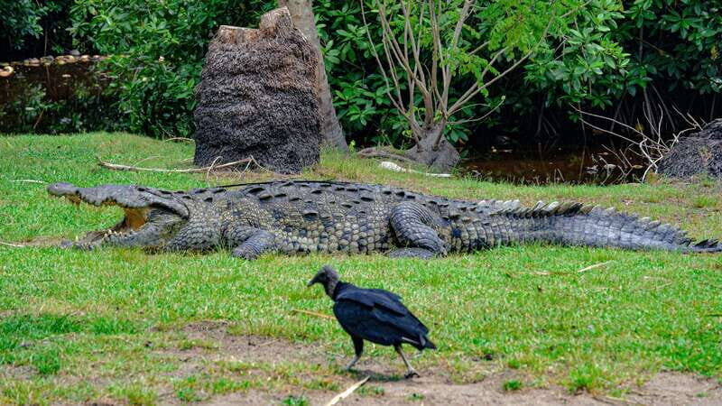 Huatulco: Ecotour with Crocodiles & migrating birds - Final Words