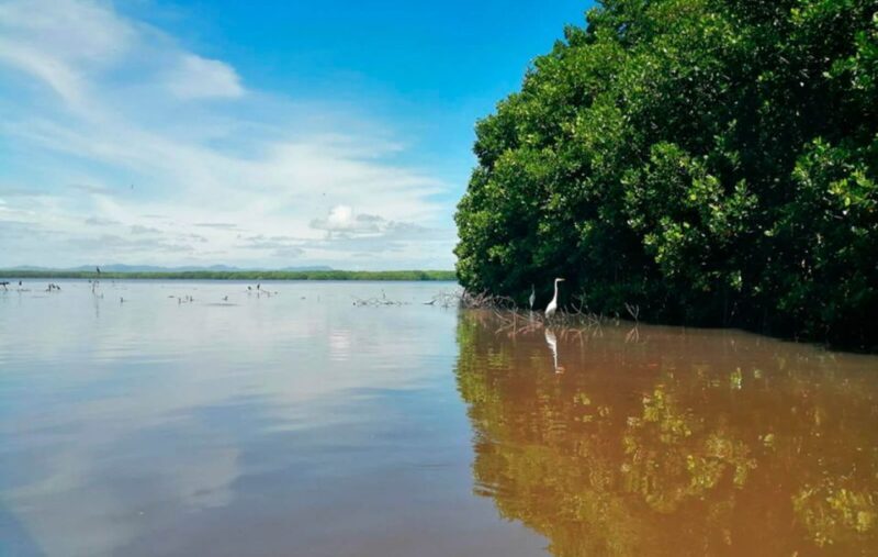 Huatulco: Laguna de Chacahua Exploration - The Nighttime Bioluminescence Experience
