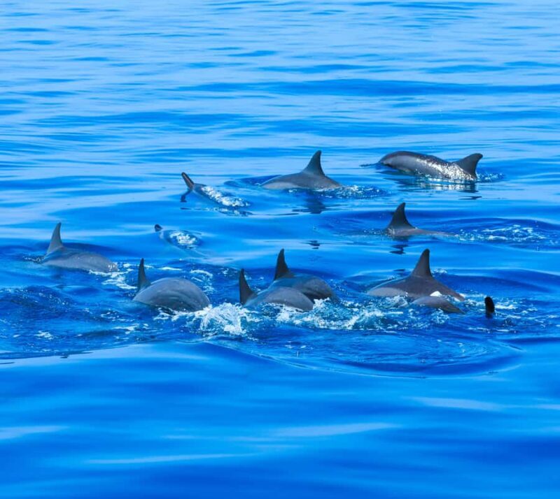 Huatulco: Marine mammal sighting and snorkeling - Value and Overall Experience