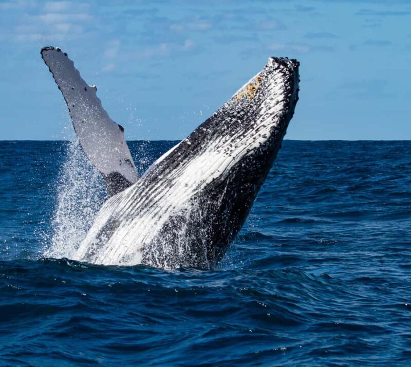 Huatulco: Marine mammal sighting and snorkeling - Final Thoughts