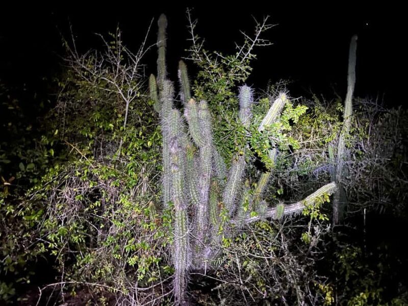 Huatulco: Nighttime sea turtle monitoring guided by a biologist - The Practicalities: What to Know Before You Go