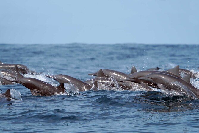 Huatulco Ocean, Bays & Coral Reef Snorkeling Adventures - A Closer Look at the Experience