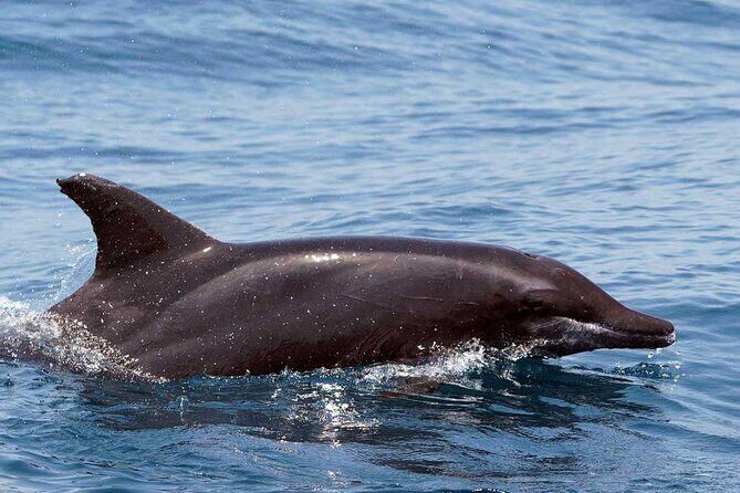 Huatulco Ocean, Bays & Coral Reef Snorkeling Adventures - Final Thoughts