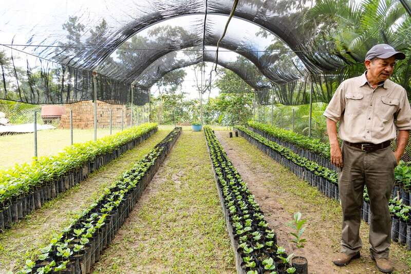 Huatulco: Pluma Hidalgo Coffee Origin and Essence. - Frequently Asked Questions