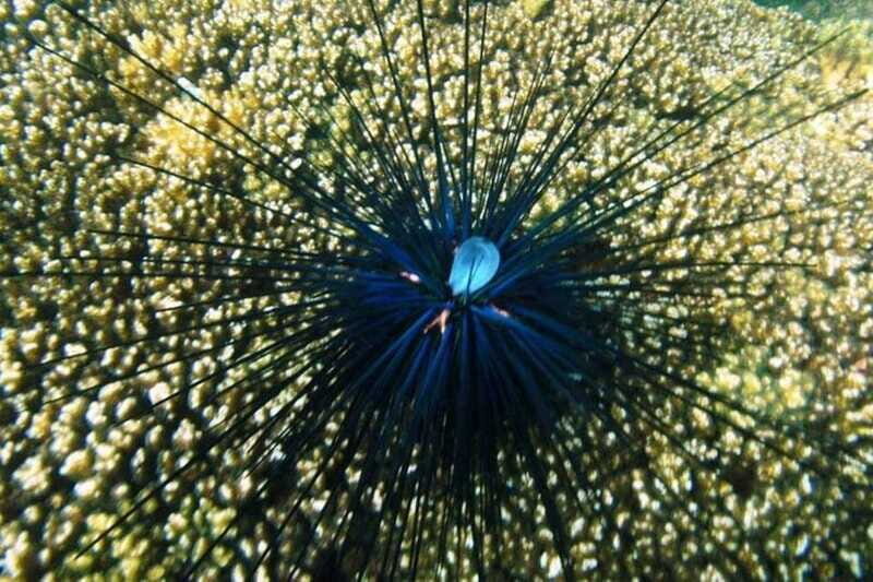 Huatulco: Premium Family Snorkeling Experience - FAQs