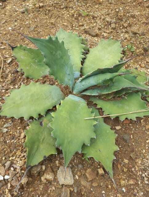 Huatulco: Private Mezcal Factory Experience - FAQ