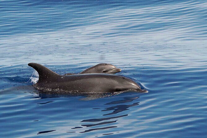 Huatulco Whale & Dolphin Adventures - Who Will Love This Tour?