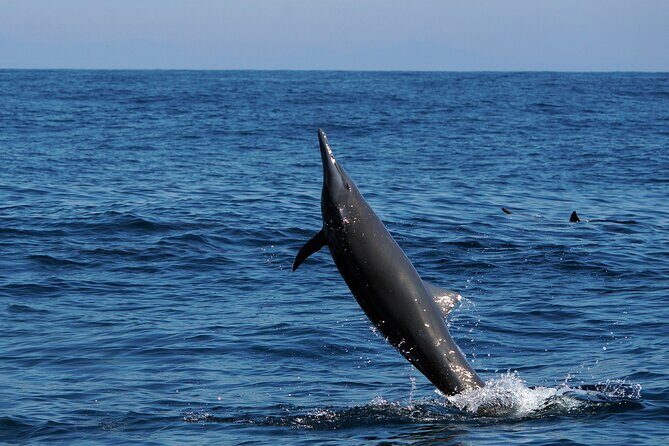 Huatulco Whale & Dolphin Adventures - FAQs