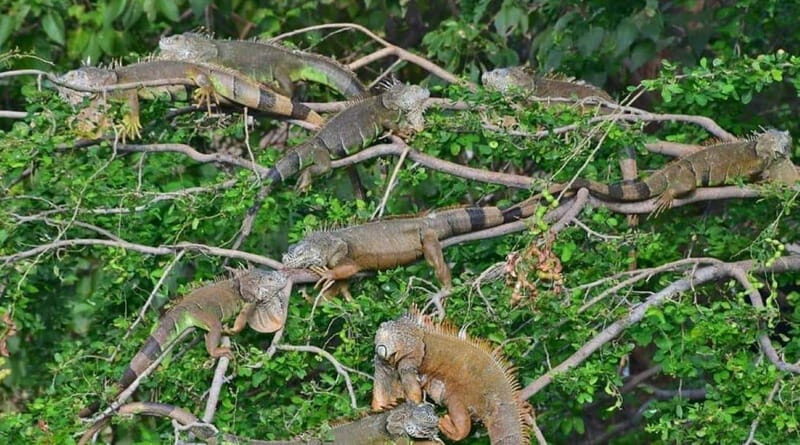 Huatulco:Ventanilla, Zipolite,Mazunte, and Puerto Angel Tour - Introduction: Is the Huatulco Coastal Tour Worth Your Time?