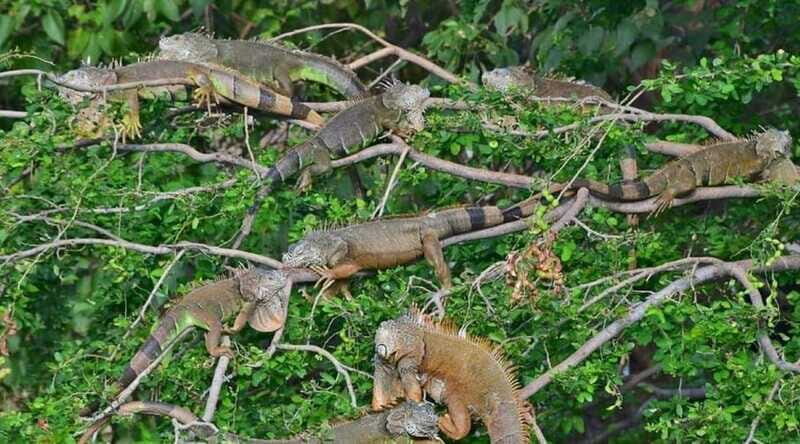 Huatulco:Ventanilla, Zipolite,Mazunte, and Puerto Angel Tour - FAQ