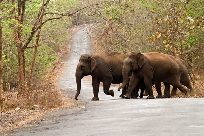 Hubli to Anshi National Park (Kali TigerReserve) & Goa Beach Tour - The Complete 5-Day Journey: What to Expect