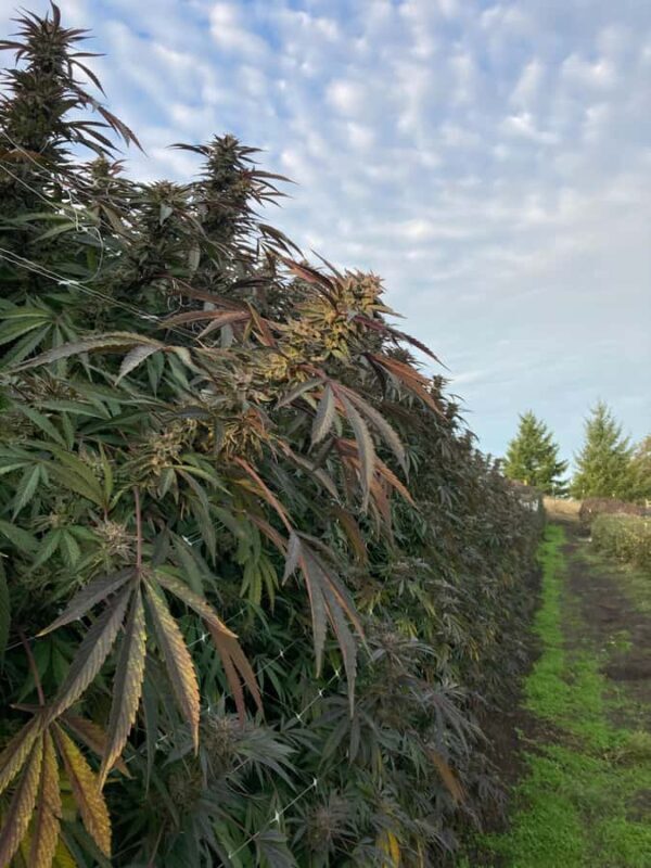 Humboldt County: Cannabis Farm Tour with Dispensary Visit - An In-Depth Look at the Humboldt Cannabis Farm Tour