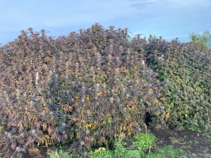 Humboldt County: Cannabis Farm Tour with Dispensary Visit - The Sum Up