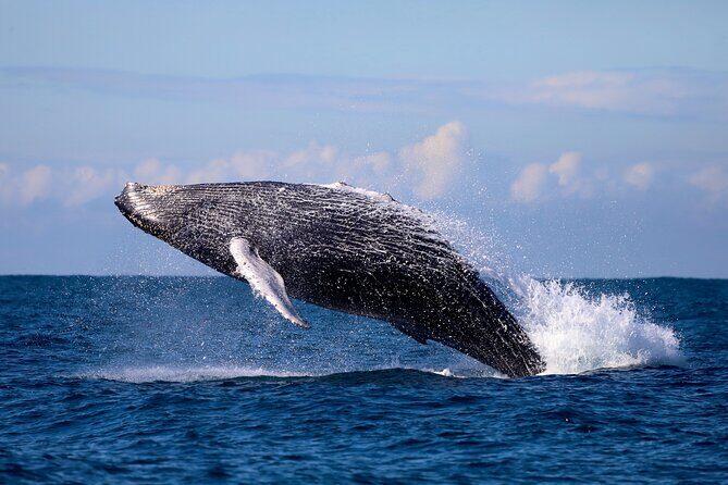 Humpback Whale Encounter Tour from Newcastle - A Detailed Look at the Humpback Whale Encounter Tour