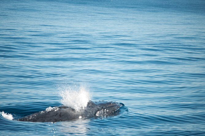 Humpback Whale Safari - Introduction: Why Consider This Whale Safari?