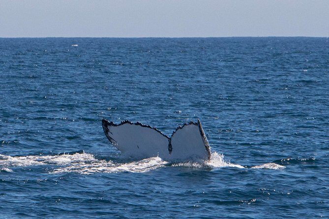 Humpback Whale Safari - Who Will Love This Tour?