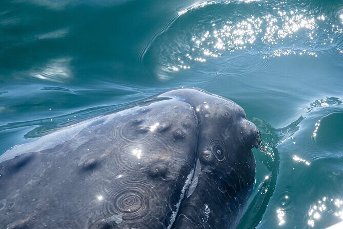 Humpback Whale Tour, 4 Hours with Food and Outdoor Bar - Key Points